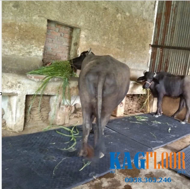 Thảm cao su lót chuồng gia súc giá rẻ